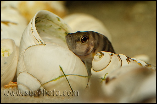 Altolamprologus sp. 'compressiceps shell' Sumbu